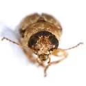 Pachybrachis postfasciatus - photo 2