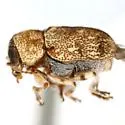 Pachybrachis postfasciatus - photo 3