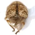 Pachybrachis postfasciatus - photo 4