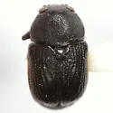 Pachybrachis praeclarus - photo 2