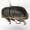 Pachybrachis praeclarus - photo 3
