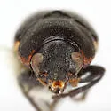 Pachybrachis praeclarus - photo 4