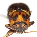 Pachybrachis pulvinatus - photo 2