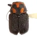 Pachybrachis pulvinatus - photo 3