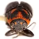 Pachybrachis pulvinatus - photo 4