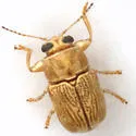 Pachybrachis pusillus - Pachybrachis pusillus