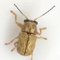 Pachybrachis pusillus - photo 2