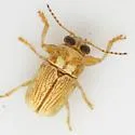 Pachybrachis pusillus - photo 3