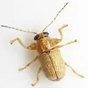Pachybrachis pusillus - photo 4