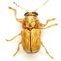 Pachybrachis pusillus - photo 5