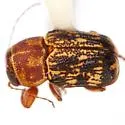 Pachybrachis sanrita - photo 2