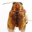 Pachybrachis signatus - Pachybrachis signatus