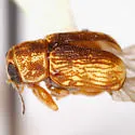 Pachybrachis signatus - photo 2