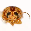 Pachybrachis signatus - photo 3
