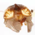 Pachybrachis signatus - photo 4
