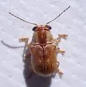 Pachybrachis signatus - photo 5