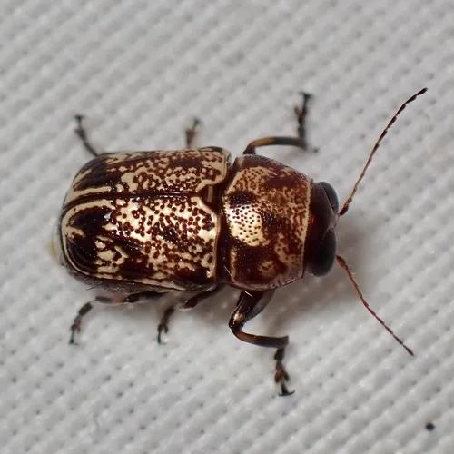 Pachybrachis snowi - photo 2
