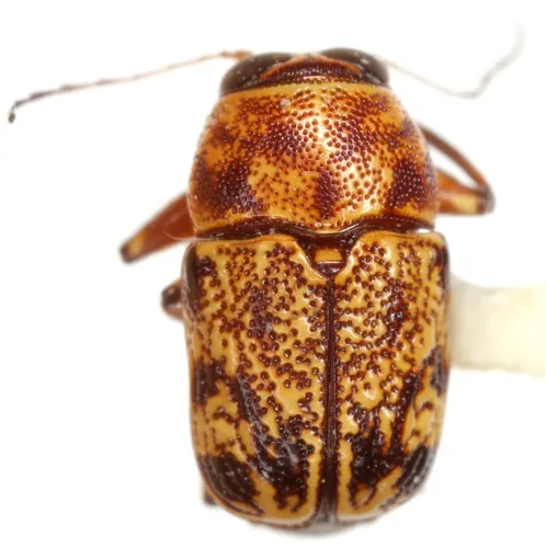 Pachybrachis snowi - photo 5
