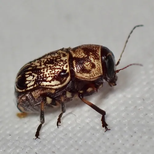Pachybrachis snowi - photo 6