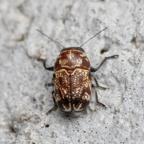 Pachybrachis snowi - photo 7