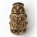 Pachybrachis sonorensis - Pachybrachis sonorensis
