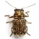 Pachybrachis sonorensis - photo 2