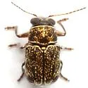 Pachybrachis sonorensis - photo 3