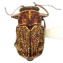 Pachybrachis sonorensis - photo 4