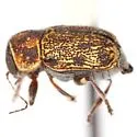 Pachybrachis sonorensis - photo 5