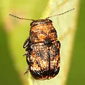 Pachybrachis spumarius - Pachybrachis spumarius