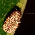 Pachybrachis spumarius - photo 2