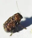 Pachybrachis spumarius - photo 3