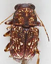 Pachybrachis spumarius - photo 4