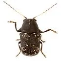 Pachybrachis stygicus - photo 2