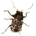 Pachybrachis stygicus - photo 3