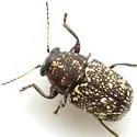 Pachybrachis stygicus - photo 4
