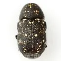 Pachybrachis stygicus - photo 5