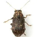 Pachybrachis subfasciatus