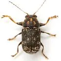 Pachybrachis subfasciatus - photo 2