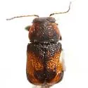Pachybrachis subfasciatus - photo 4