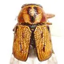 Pachybrachis subvittatus
