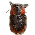 Pachybrachis subvittatus - photo 2