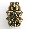Pachybrachis subvittatus - photo 3