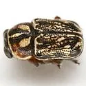 Pachybrachis subvittatus - photo 4