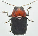 Pachybrachis subvittatus - photo 5