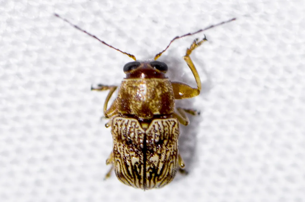 Pachybrachis tacitus - photo 2