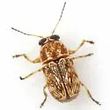 Pachybrachis texanus - Pachybrachis texanus