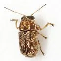 Pachybrachis texanus - photo 2