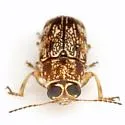 Pachybrachis texanus - photo 3