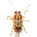 Pachybrachis texanus - photo 4